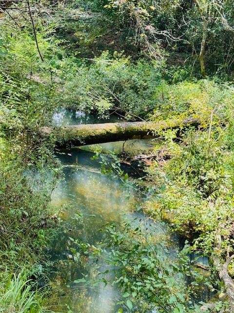 Tbd Muddy Springs Road Magnolia, MS 39652 - Photo 34 of 56 Photo 34