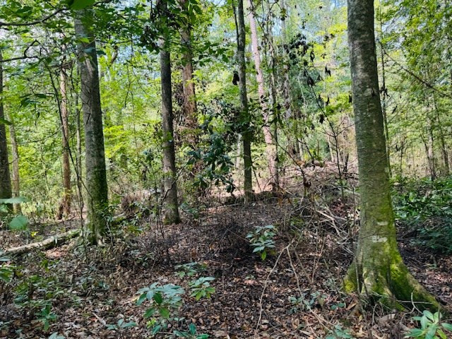 Tbd Muddy Springs Road Magnolia, MS 39652 - Photo 37 of 56 Photo 37