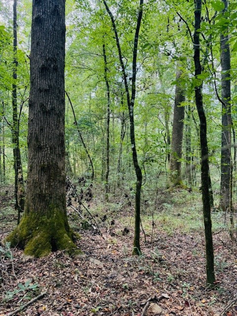 Tbd Muddy Springs Road Magnolia, MS 39652 - Photo 40 of 56 Photo 40