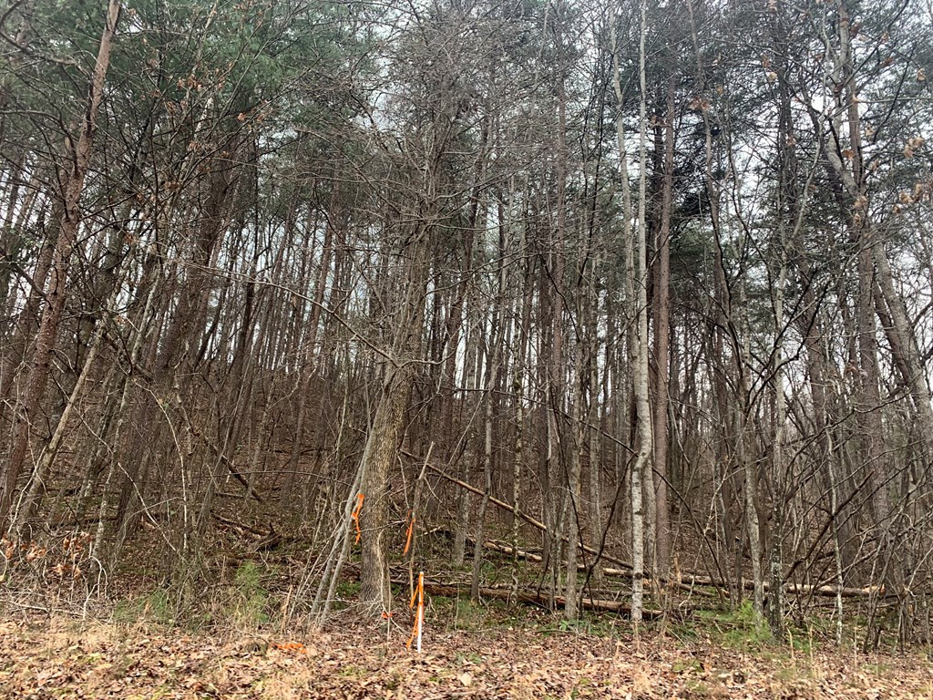 Lot 20 Wolf Ridge Lane Murphy, NC 28906 - Photo 8 of 27