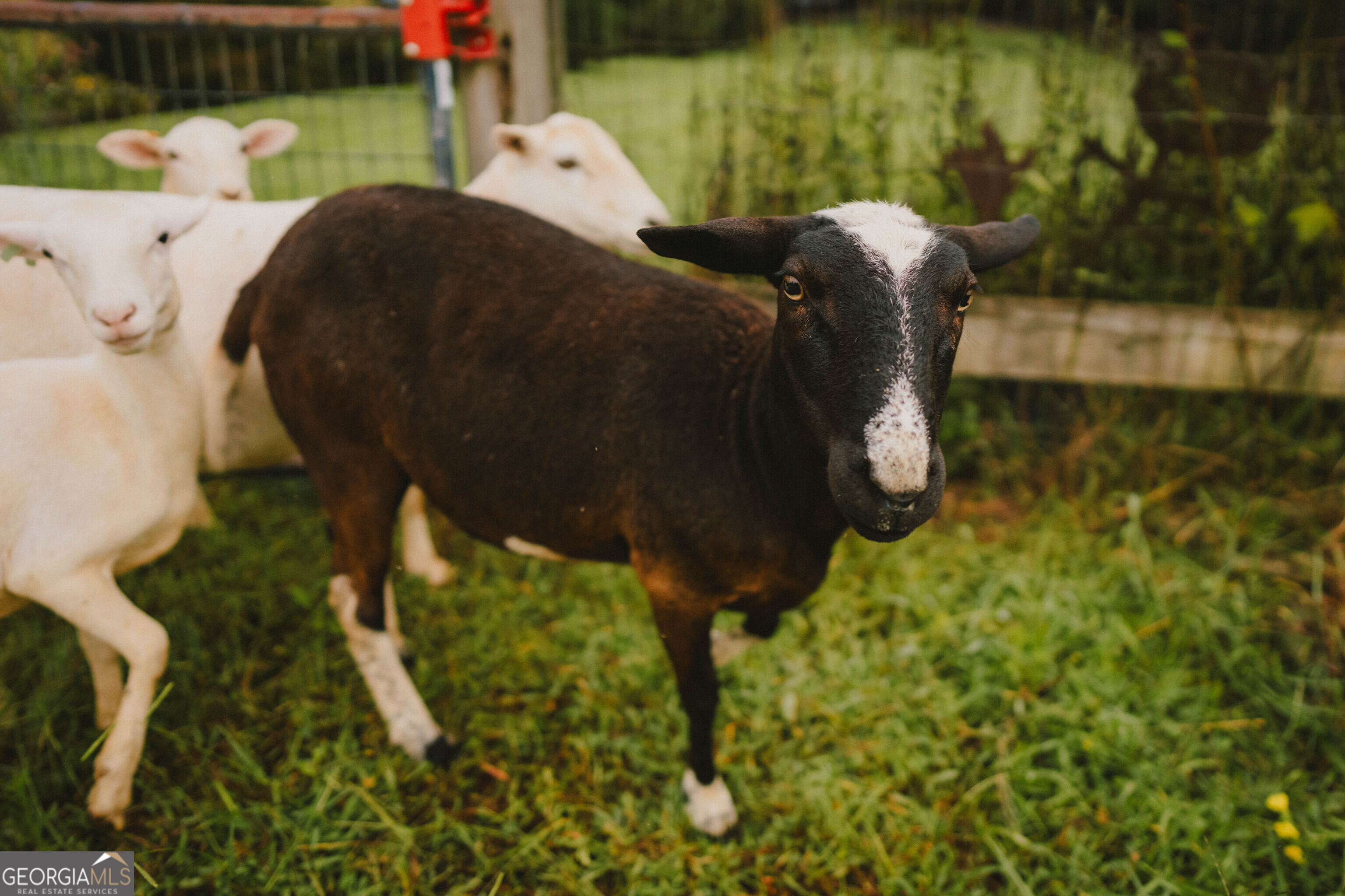 5134 Highway 17 Clarkesville, GA 30523 - Photo 58 of 96 Are you the black sheep?