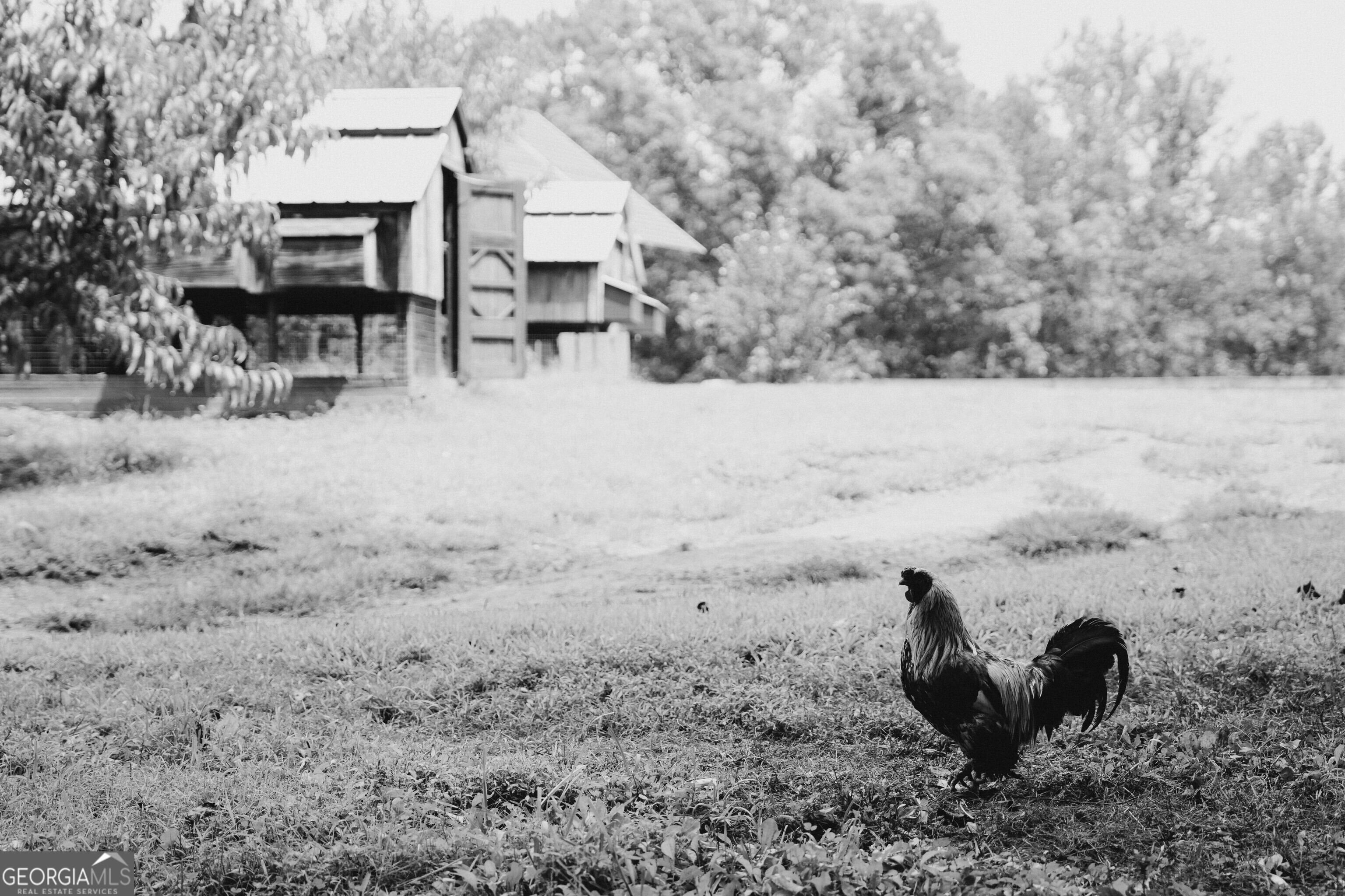 5134 Highway 17 Clarkesville, GA 30523 - Photo 6 of 96 Free range chickens are protected by a large enclosed coop