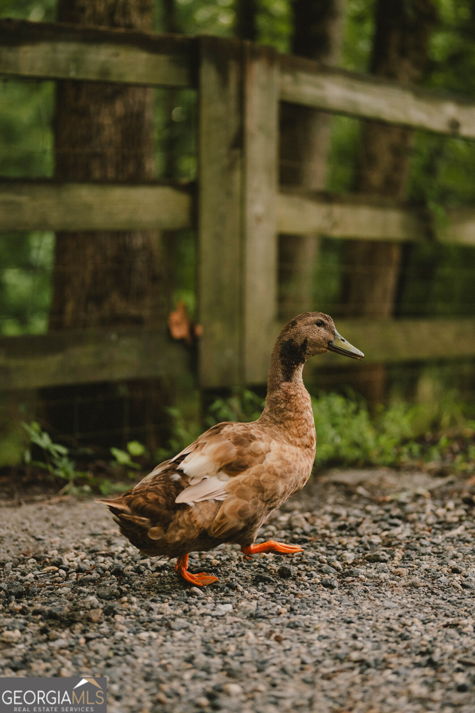 5134 Highway 17 Clarkesville, GA 30523 - Photo 64 of 96 More than likely, you will be greeted by Ducky when you visit