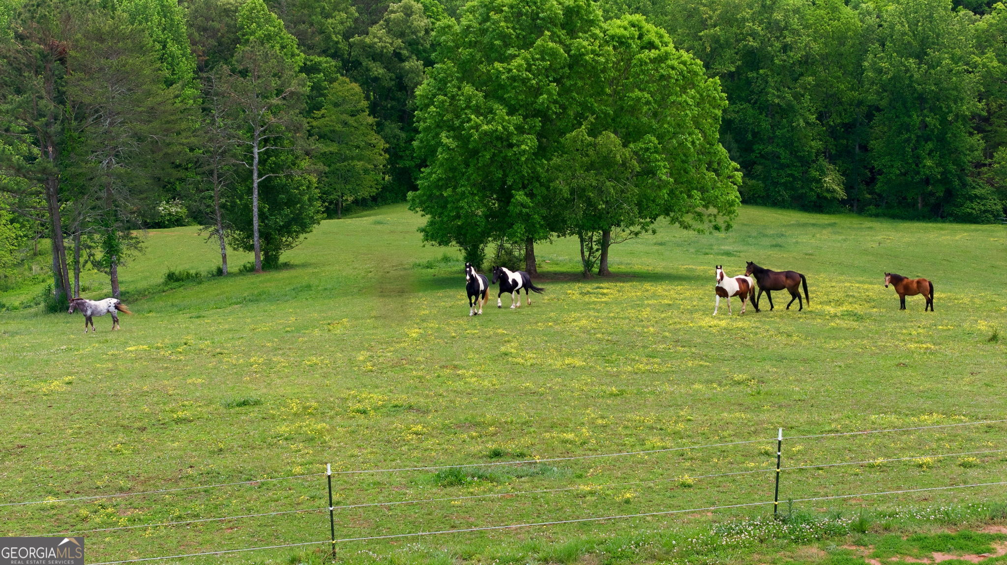5134 Highway 17 Clarkesville, GA 30523 - Photo 90 of 96
