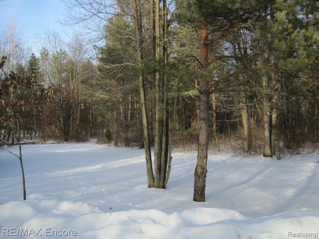 Wooded Backyard