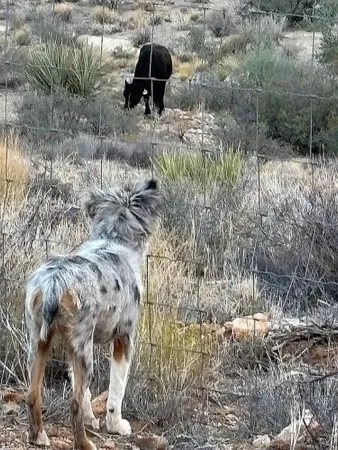 $350,000 | 11536 East Greasewood Trail, Kingman, AZ 86401