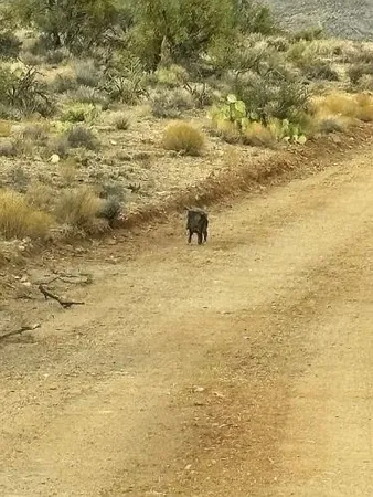 $350,000 | 11536 East Greasewood Trail, Kingman, AZ 86401