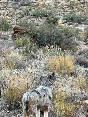 $350,000 | 11536 East Greasewood Trail, Kingman, AZ 86401