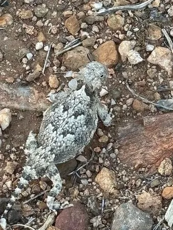 $350,000 | 11536 East Greasewood Trail, Kingman, AZ 86401