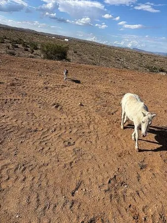 $350,000 | 11536 East Greasewood Trail, Kingman, AZ 86401