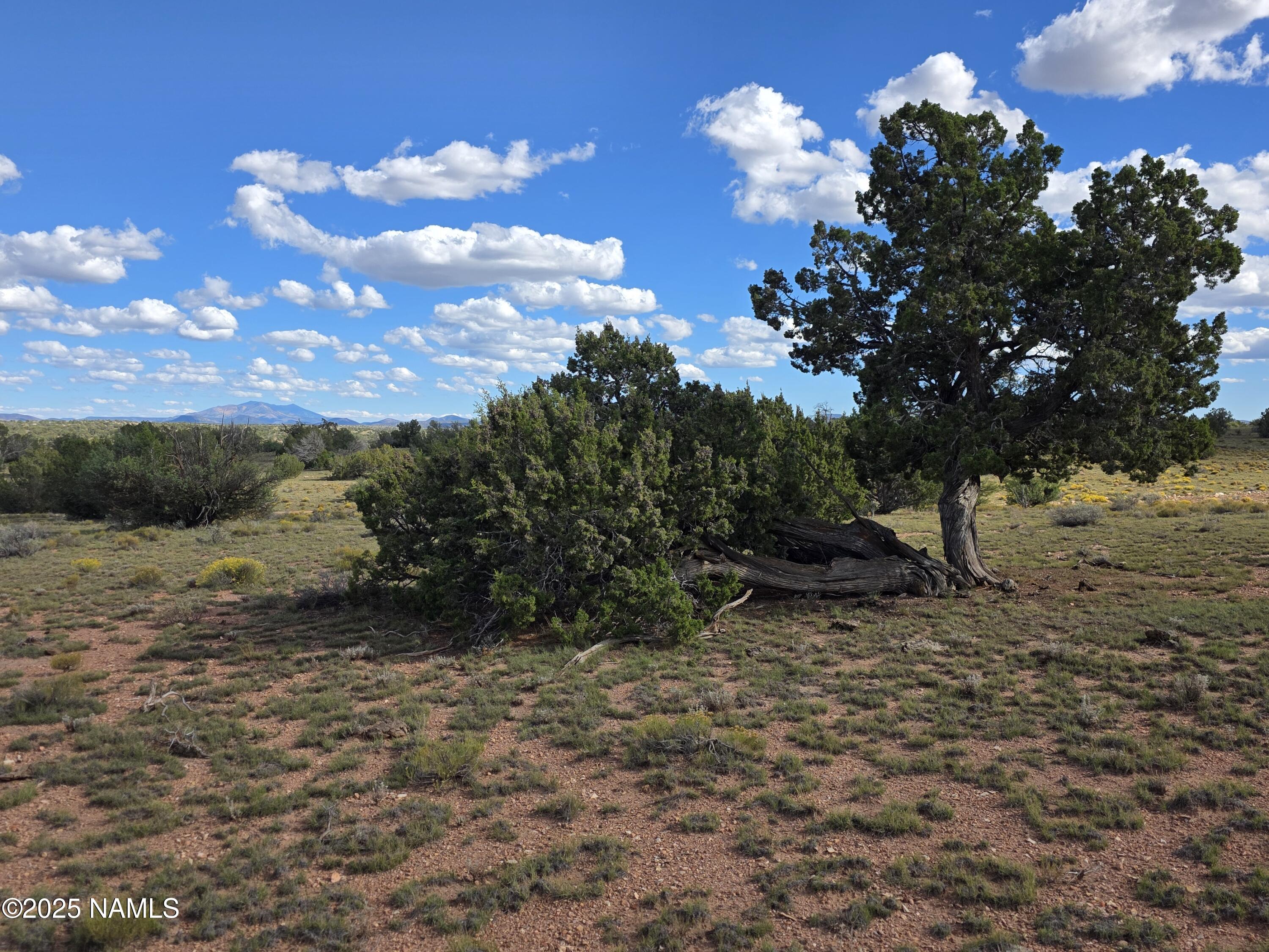 6154 Fire Sky Trail Williams, AZ 86046 - Photo 6 of 10 a view of a tree in a yard