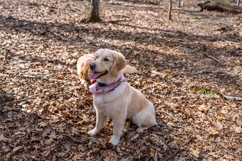 $949,000 | 22 Joshua Hobby Lane, Pound Ridge, NY 10576