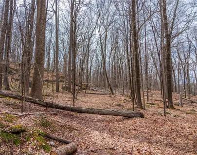 a view of a dry yard with trees
