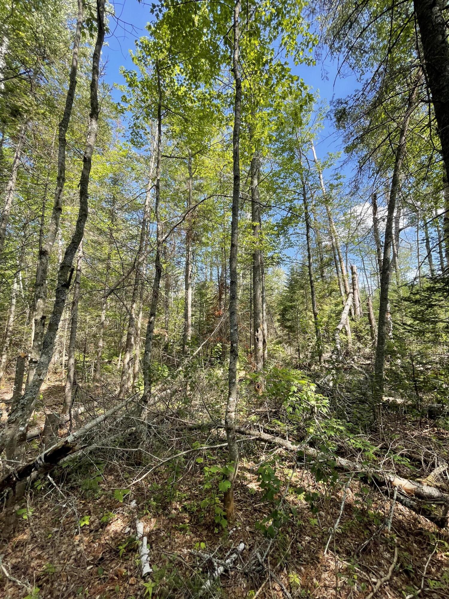 0 Folsom Farm Road Greenville, ME 04441 - Photo 11 of 23 image-20220722-191402-d05b021b