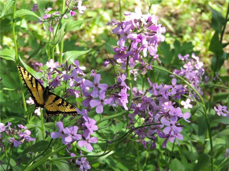 230 Mccard Road Corinth, ME 04427 - Photo 31 of 35 Yard/Garden. Colorful spring...