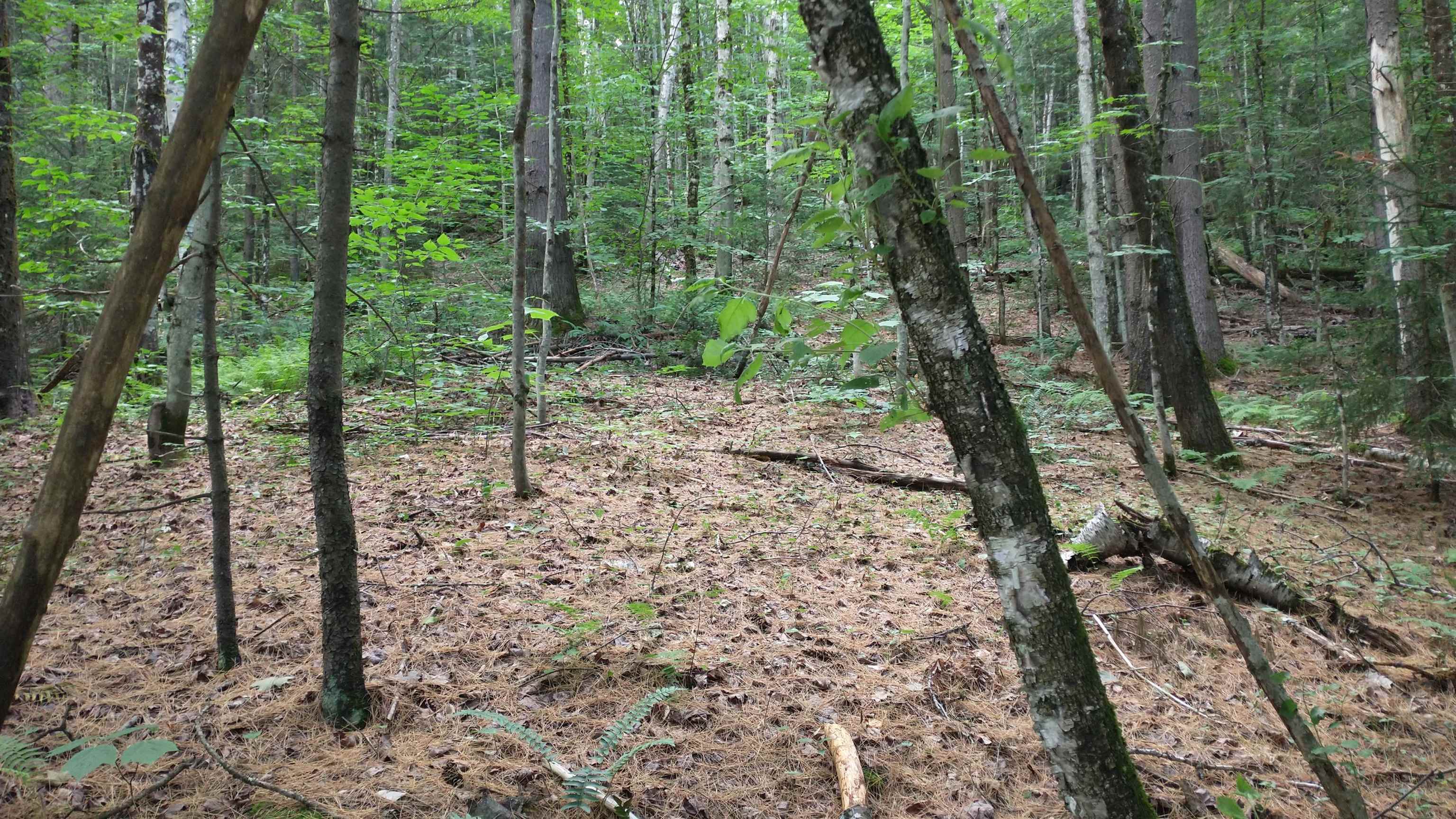 Tbd Thurston Hill Road Roxbury, VT 05669 - Photo 4 of 12