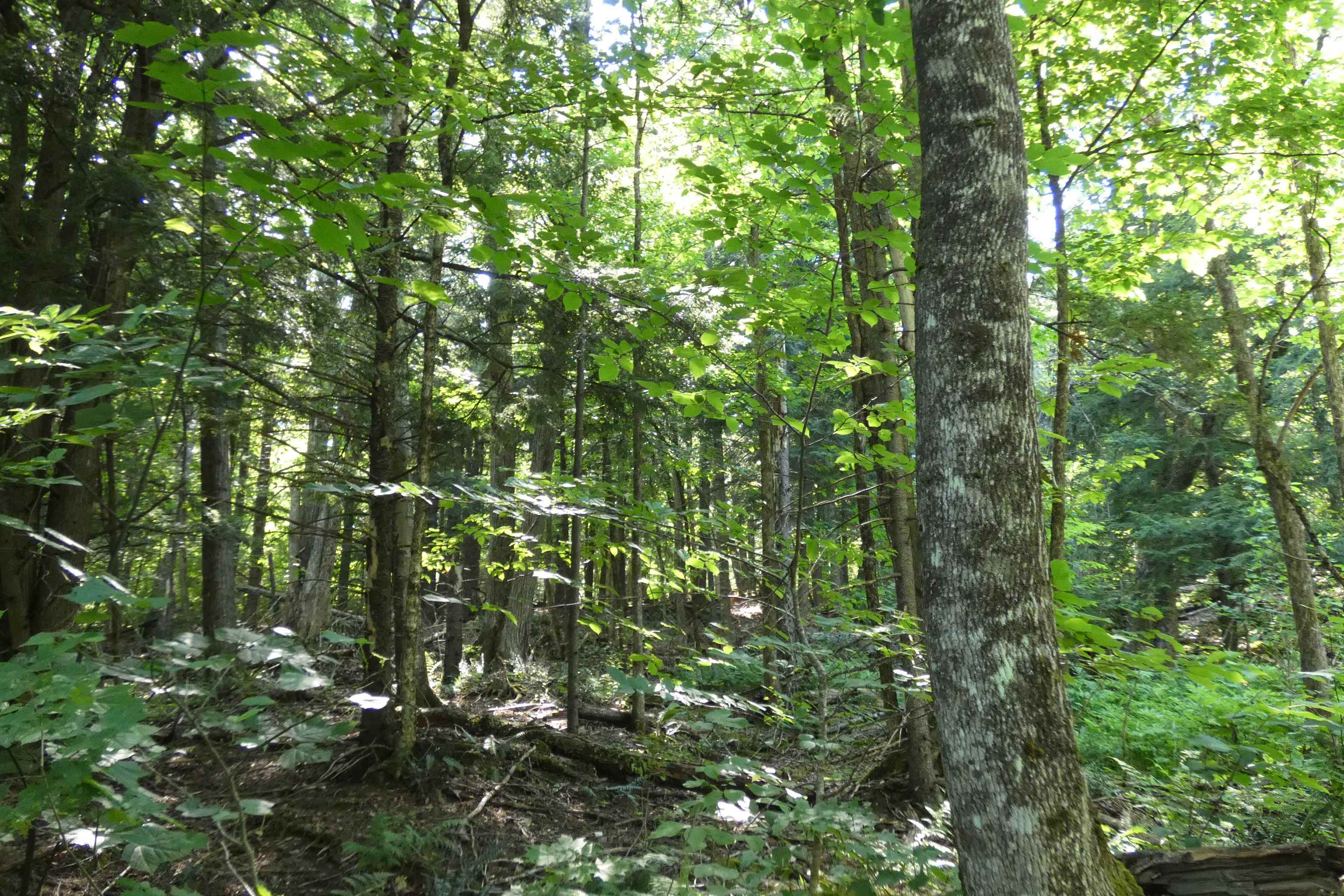 Tbd Thurston Hill Road Roxbury, VT 05669 - Photo 6 of 12