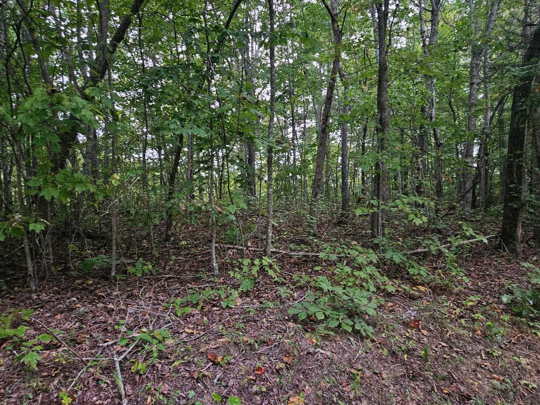 0 Sells Cemetery Road Wilder, TN 38589 - Photo 4 of 10