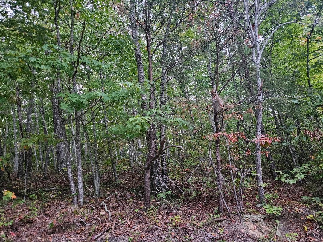 0 Sells Cemetery Road Wilder, TN 38589 - Photo 5 of 10