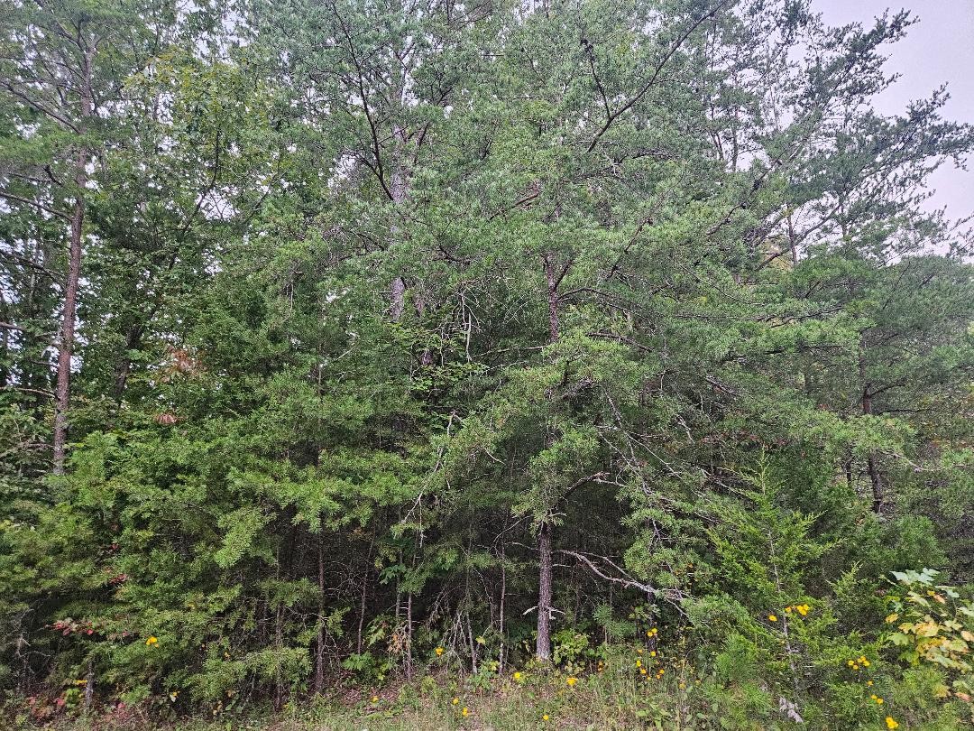 0 Sells Cemetery Road Wilder, TN 38589 - Photo 6 of 10