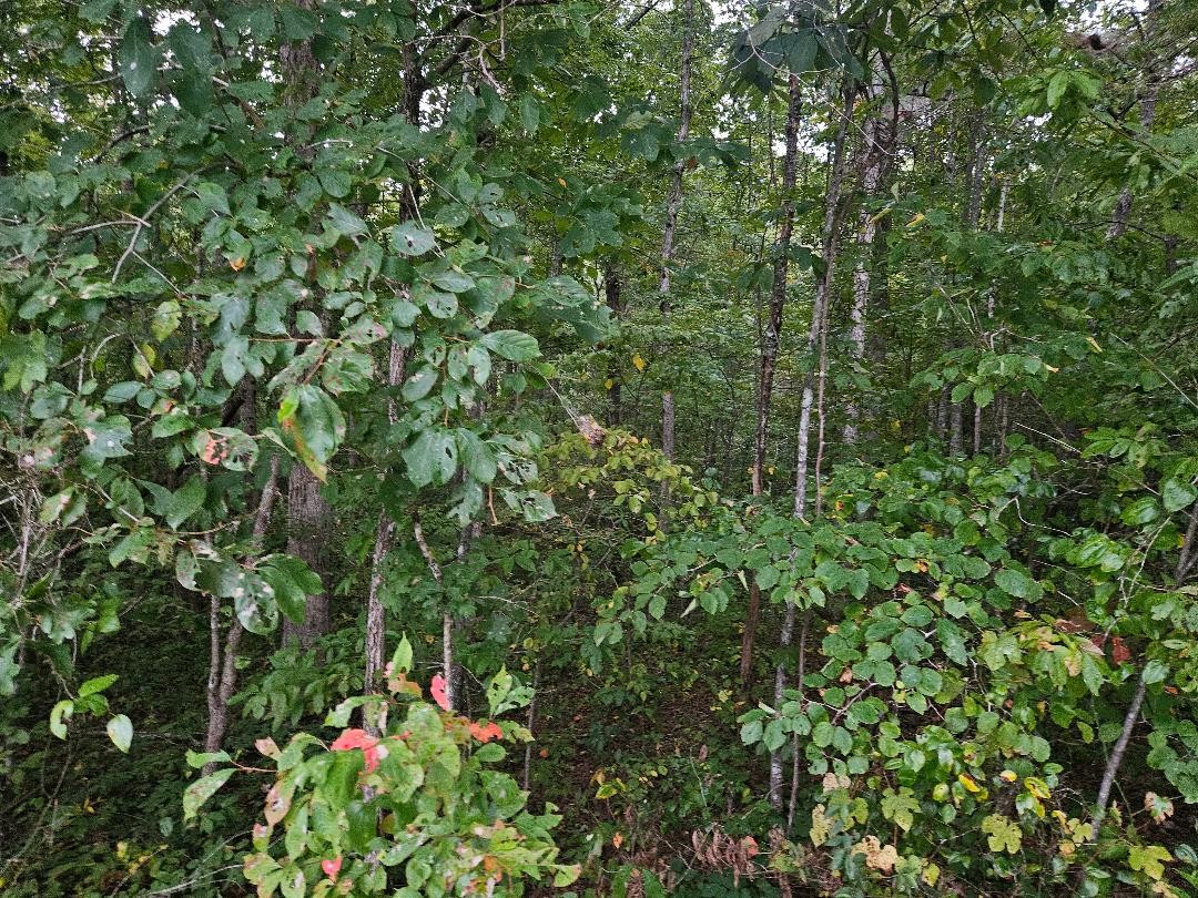 0 Sells Cemetery Road Wilder, TN 38589 - Photo 7 of 10