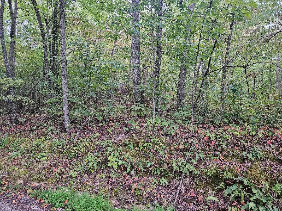 0 Sells Cemetery Road Wilder, TN 38589 - Photo 8 of 10