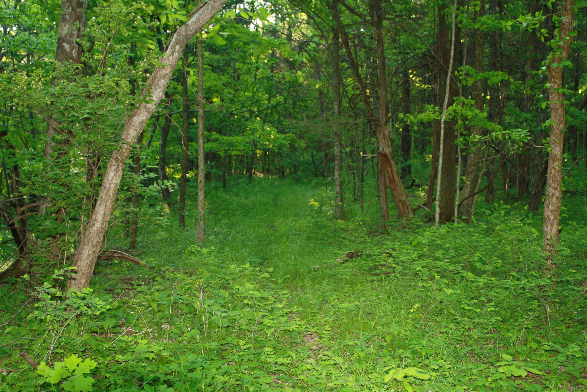 13 Holloway Road Lebanon, TN 37090 - Photo 12 of 14 a view of a lush green forest