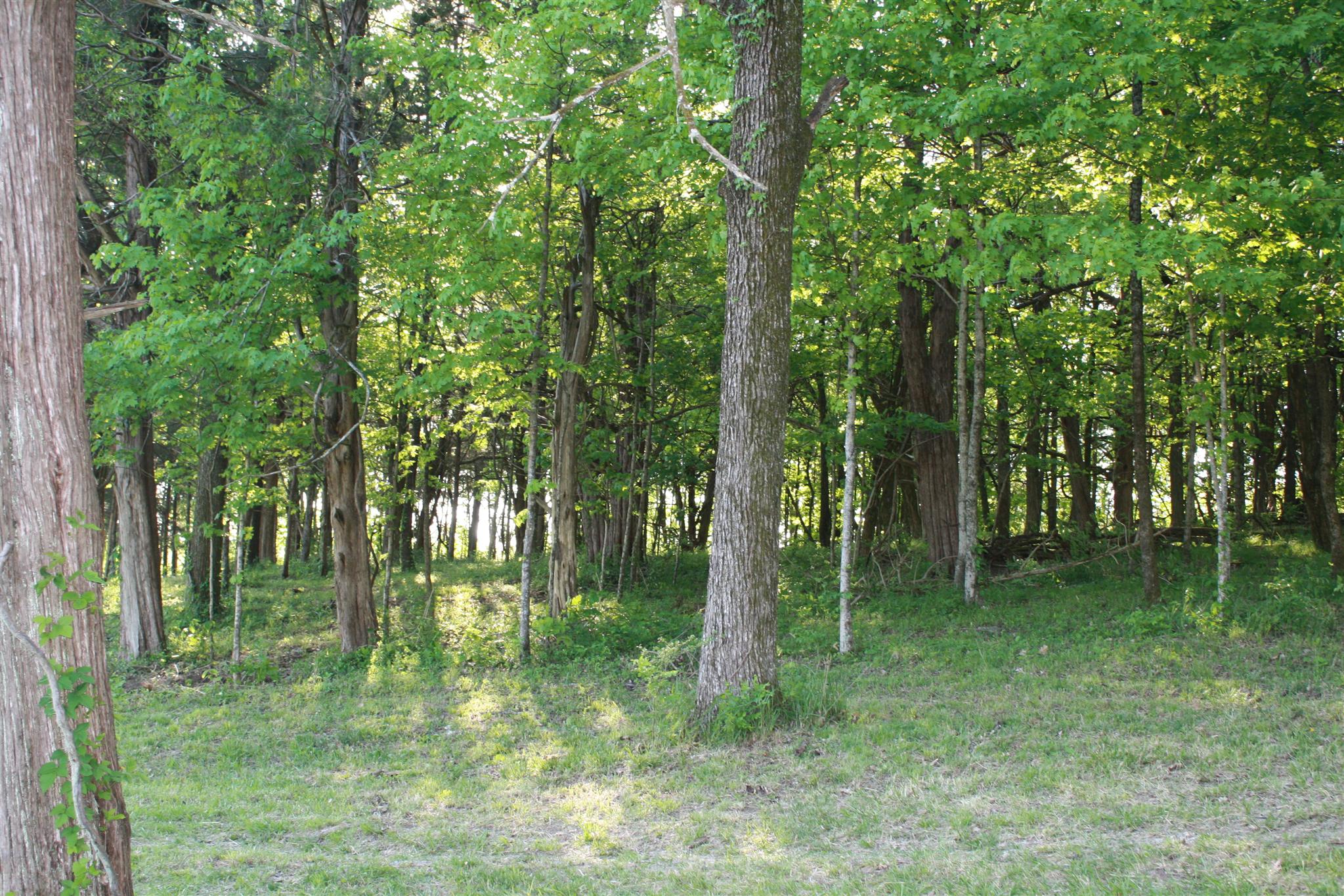 13 Holloway Road Lebanon, TN 37090 - Photo 4 of 14 a backyard of a house with lots of green space