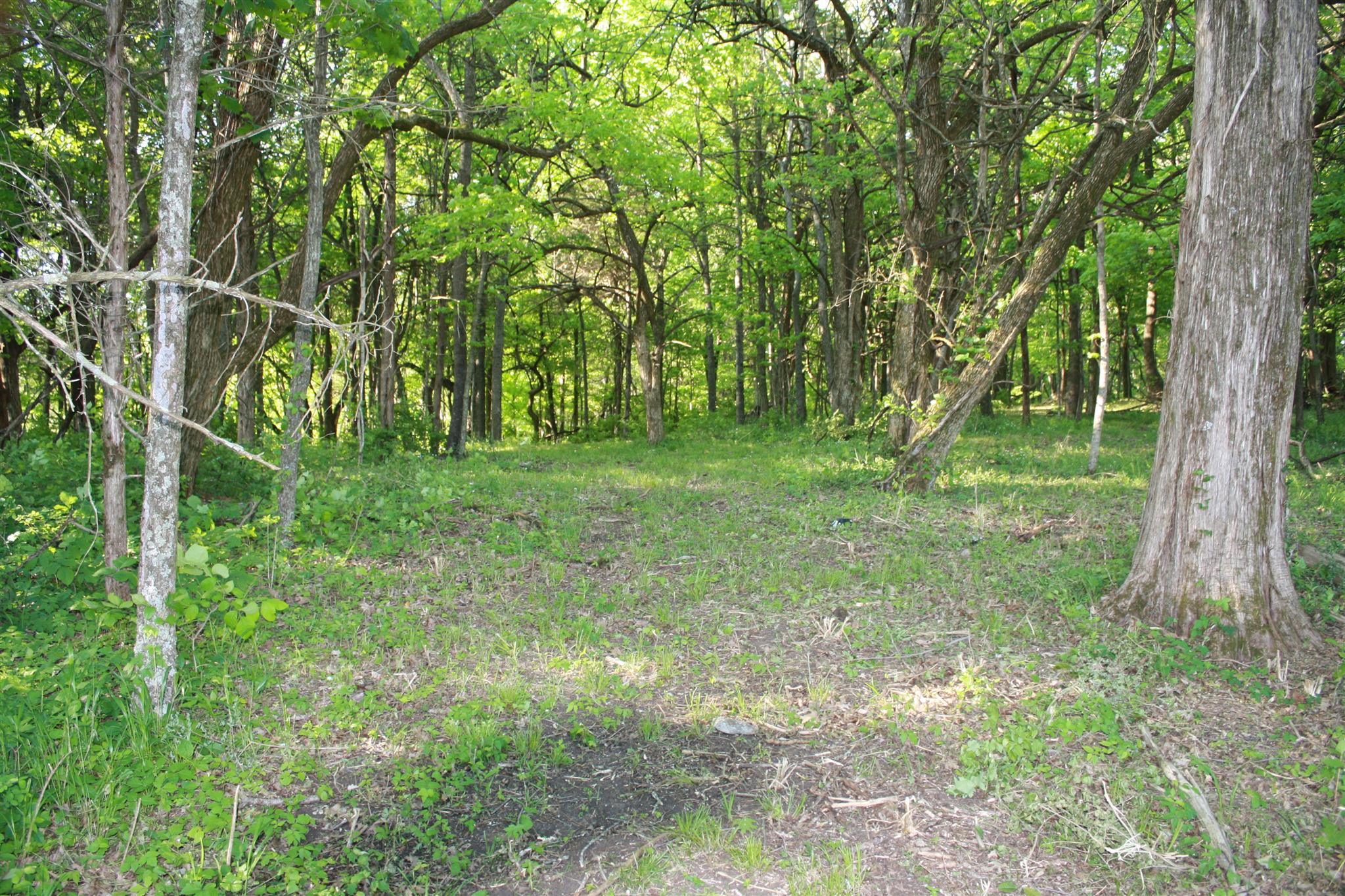 13 Holloway Road Lebanon, TN 37090 - Photo 5 of 14 a view of a green field with lots of bushes