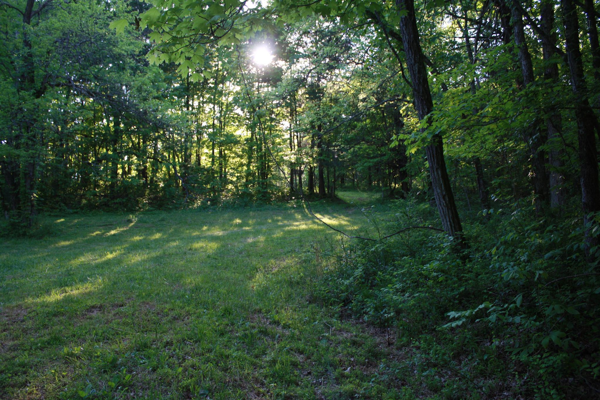 13 Holloway Road Lebanon, TN 37090 - Photo 7 of 14 a big yard with lots of green space and deers