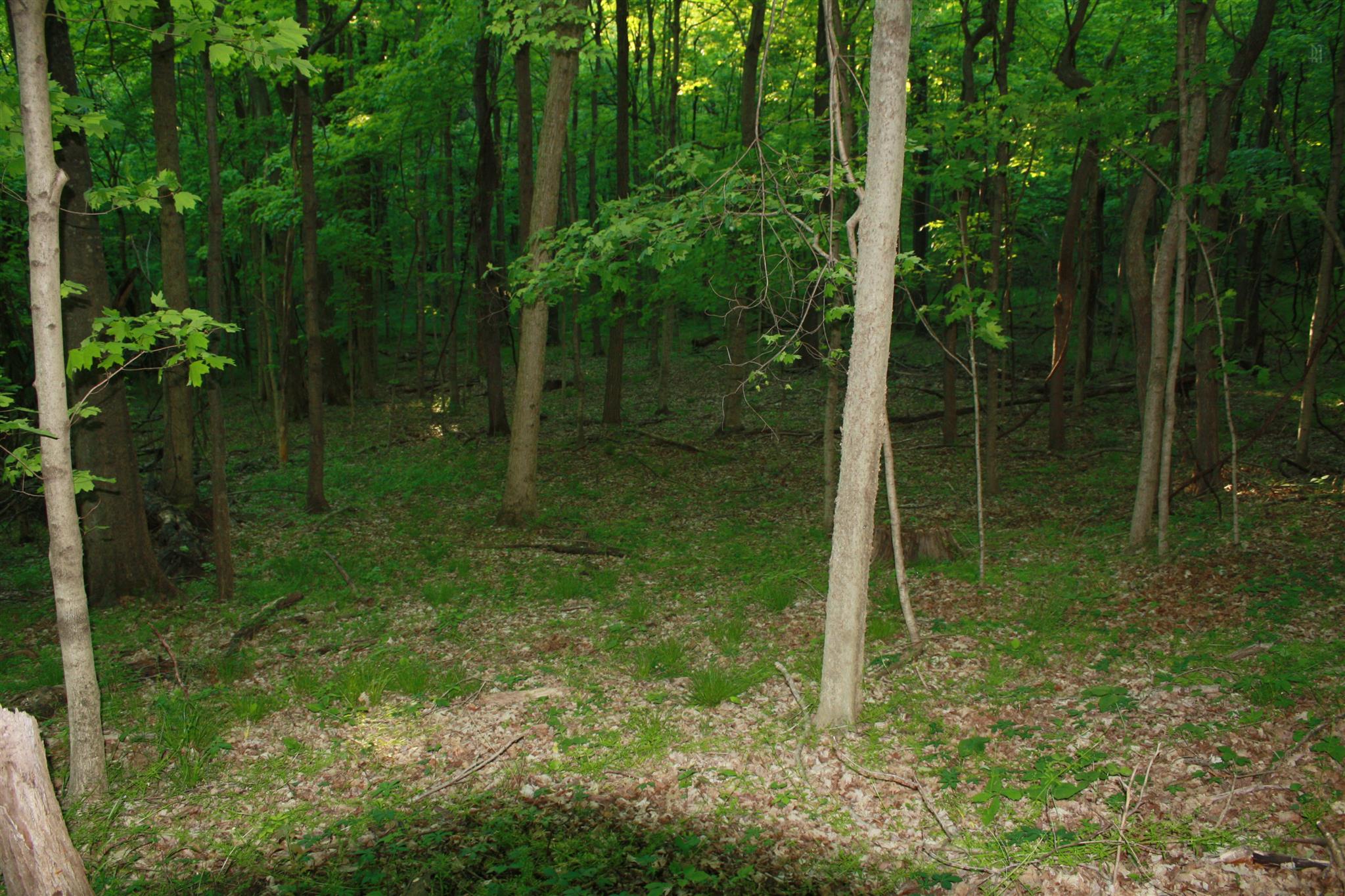 13 Holloway Road Lebanon, TN 37090 - Photo 10 of 14 a view of an outdoor space and trees