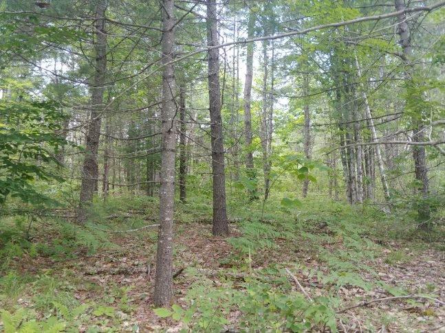Lot 2 Calderwood Road Washington, ME 04574 - Photo 10 of 10 IMG_0751