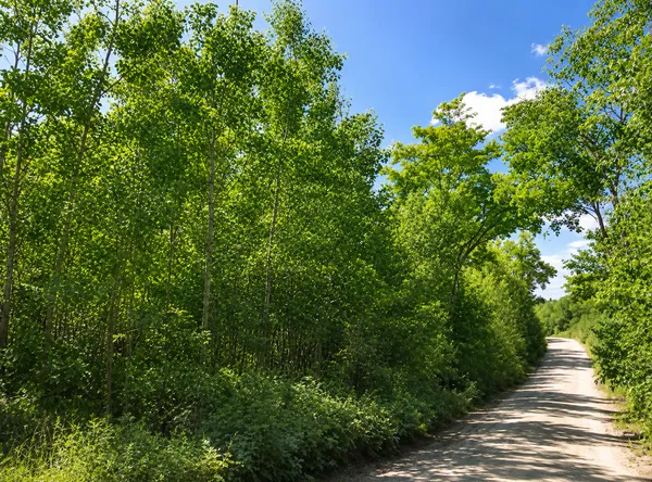 $65,000 | Tbd South Boy Lake Drive Northeast, Remer, MN 56672