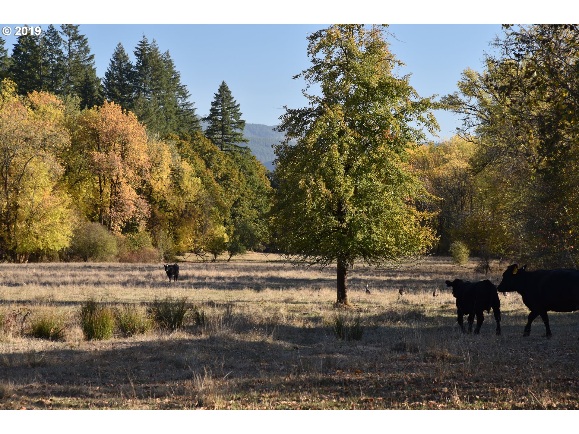 Jordan Road Scio, OR 97374 - Photo 13 of 22 Gallery Image 13