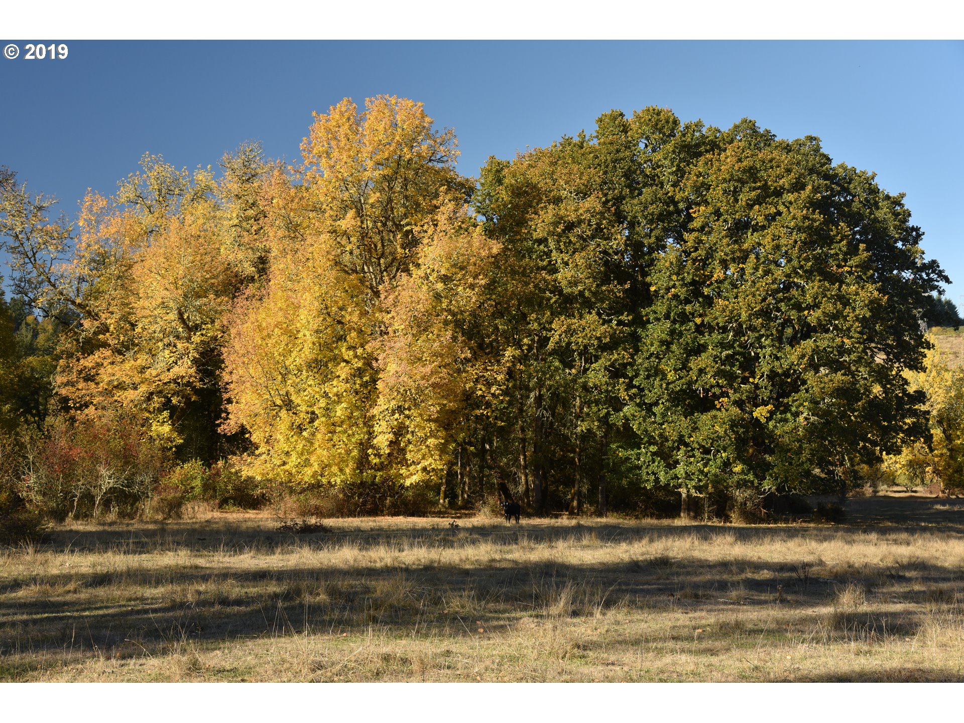 Jordan Road Scio, OR 97374 - Photo 15 of 22 Gallery Image 15