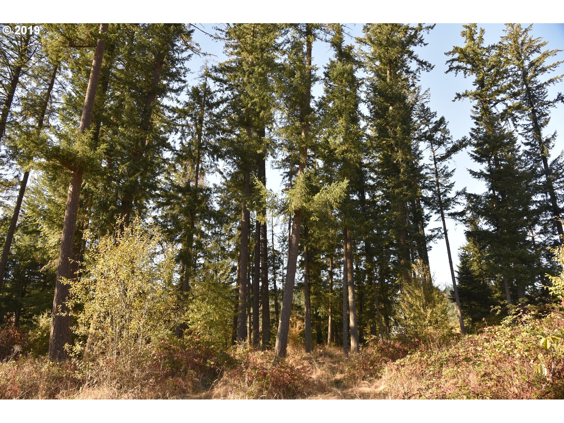 Jordan Road Scio, OR 97374 - Photo 9 of 22 Gallery Image 9