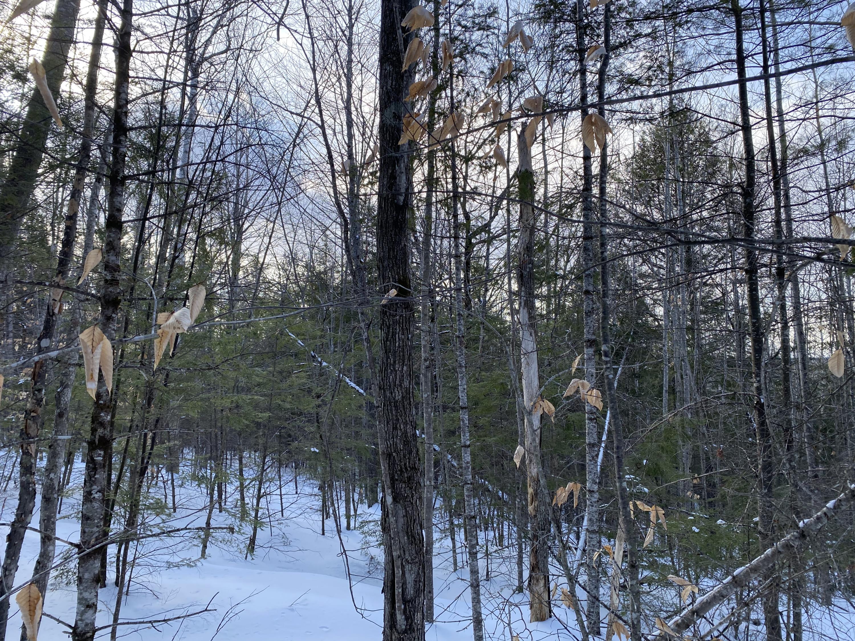 0 Fogg Brook Road Burlington, ME 04417 - Photo 12 of 25 IMG_2568