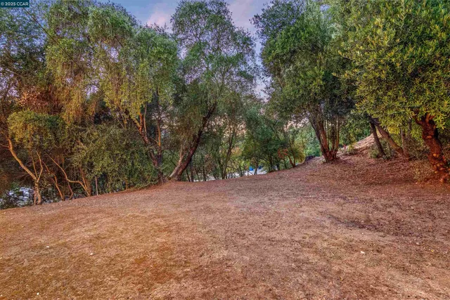a view of a yard with plants and trees
