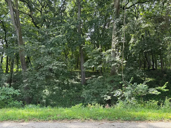 a view of a lush green forest