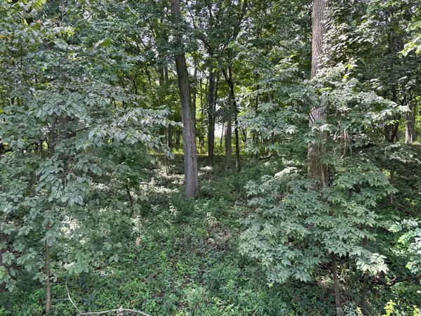a view of a forest with lots of trees