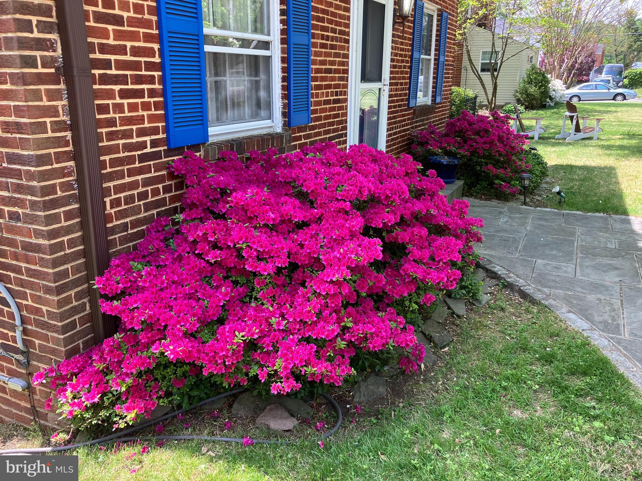 2116 Cascade Road Silver Spring, MD 20902 - Photo 3 of 53 Amazing Azaleas!