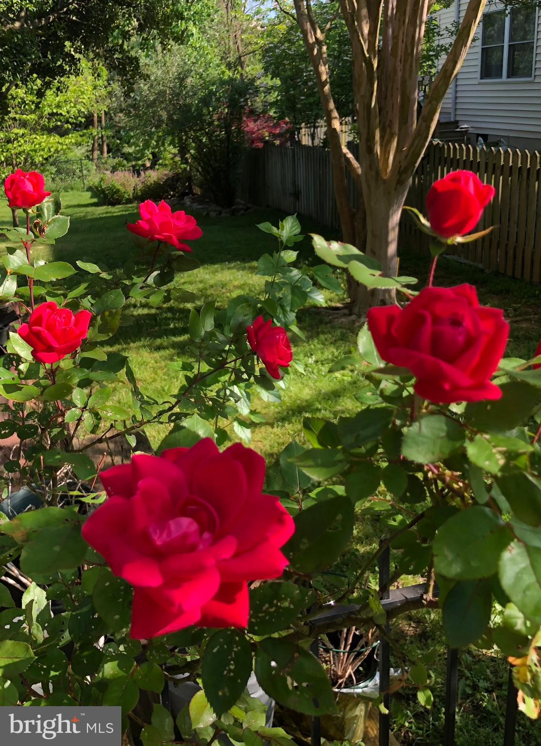 2116 Cascade Road Silver Spring, MD 20902 - Photo 51 of 53