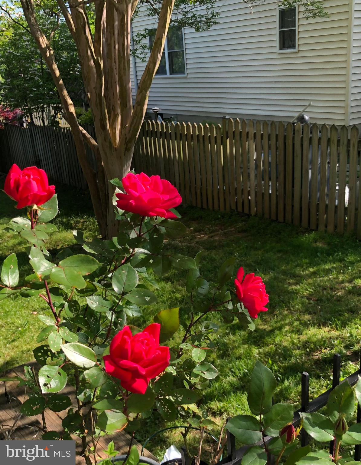 2116 Cascade Road Silver Spring, MD 20902 - Photo 52 of 53