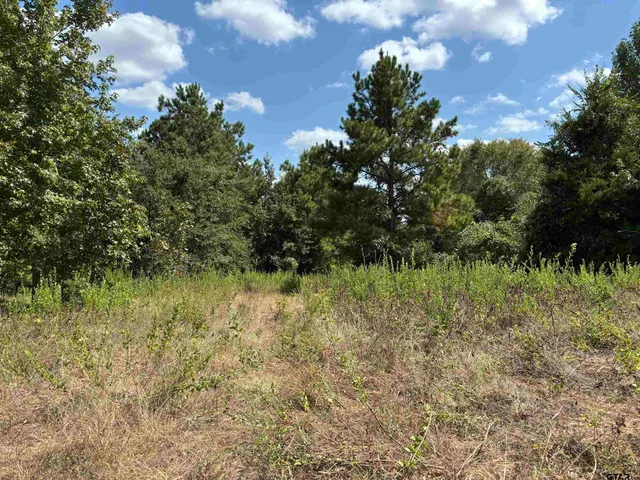 a view of a forest with lots of trees
