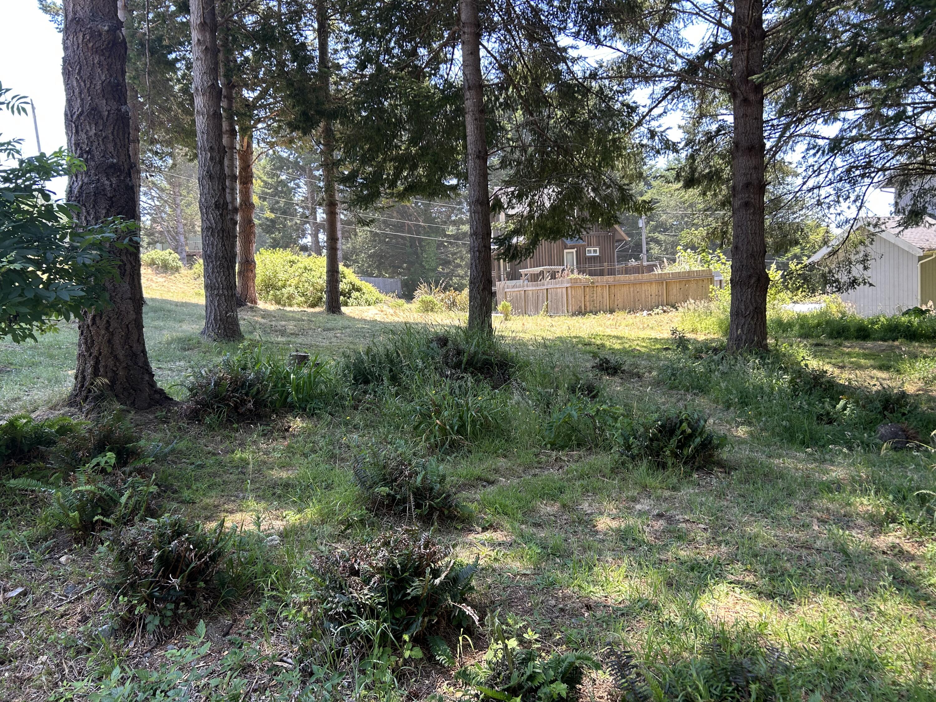 a view of a trees in a yard