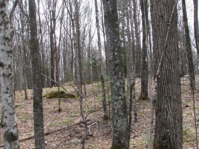 6192 East Big Lake Loop Road Three Lakes, WI 54562 - Photo 13 of 14 Gallery Image 13