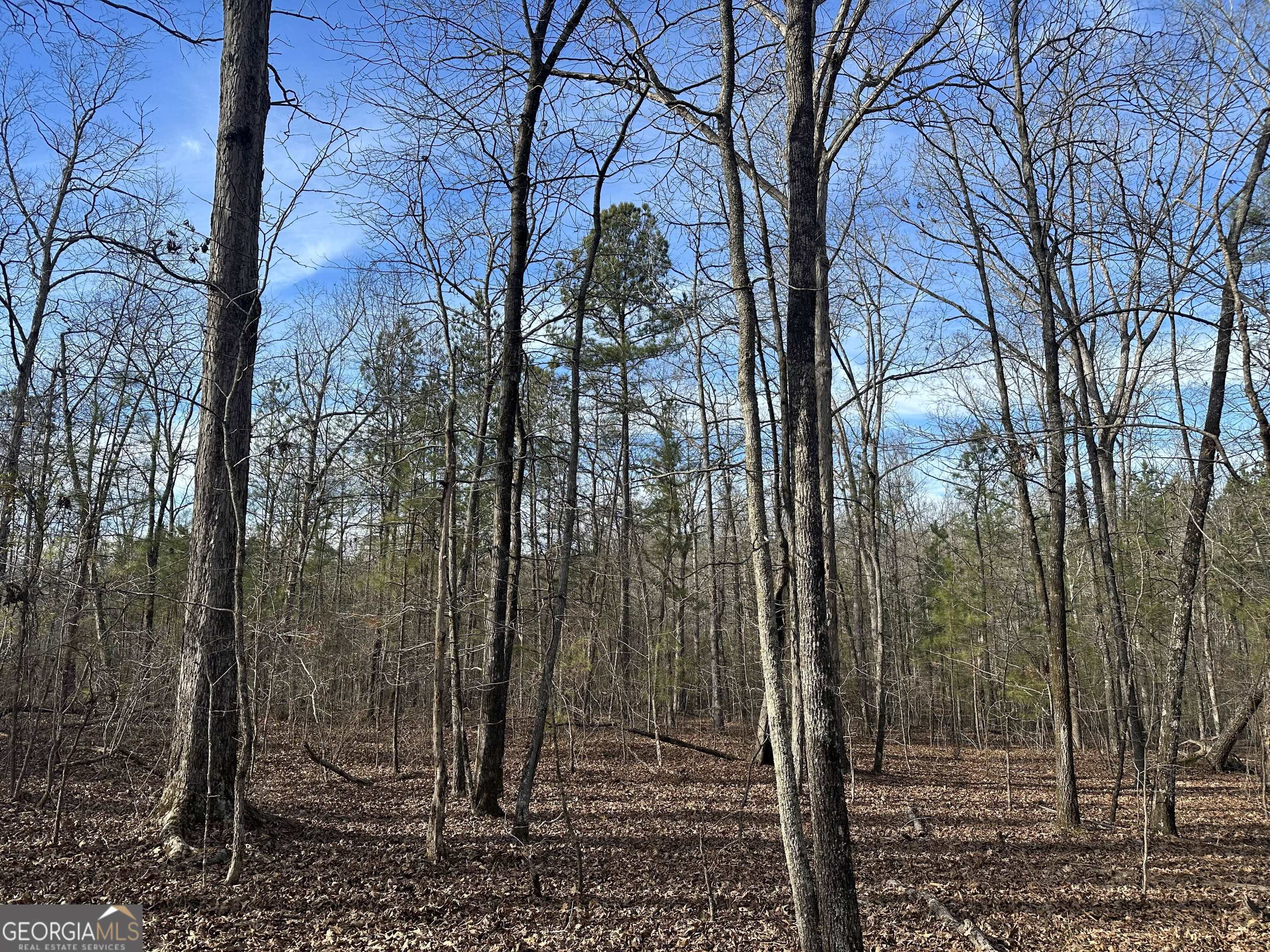7800 Veazey Road White Plains, GA 30678 - Photo 15 of 24 a view of a forest