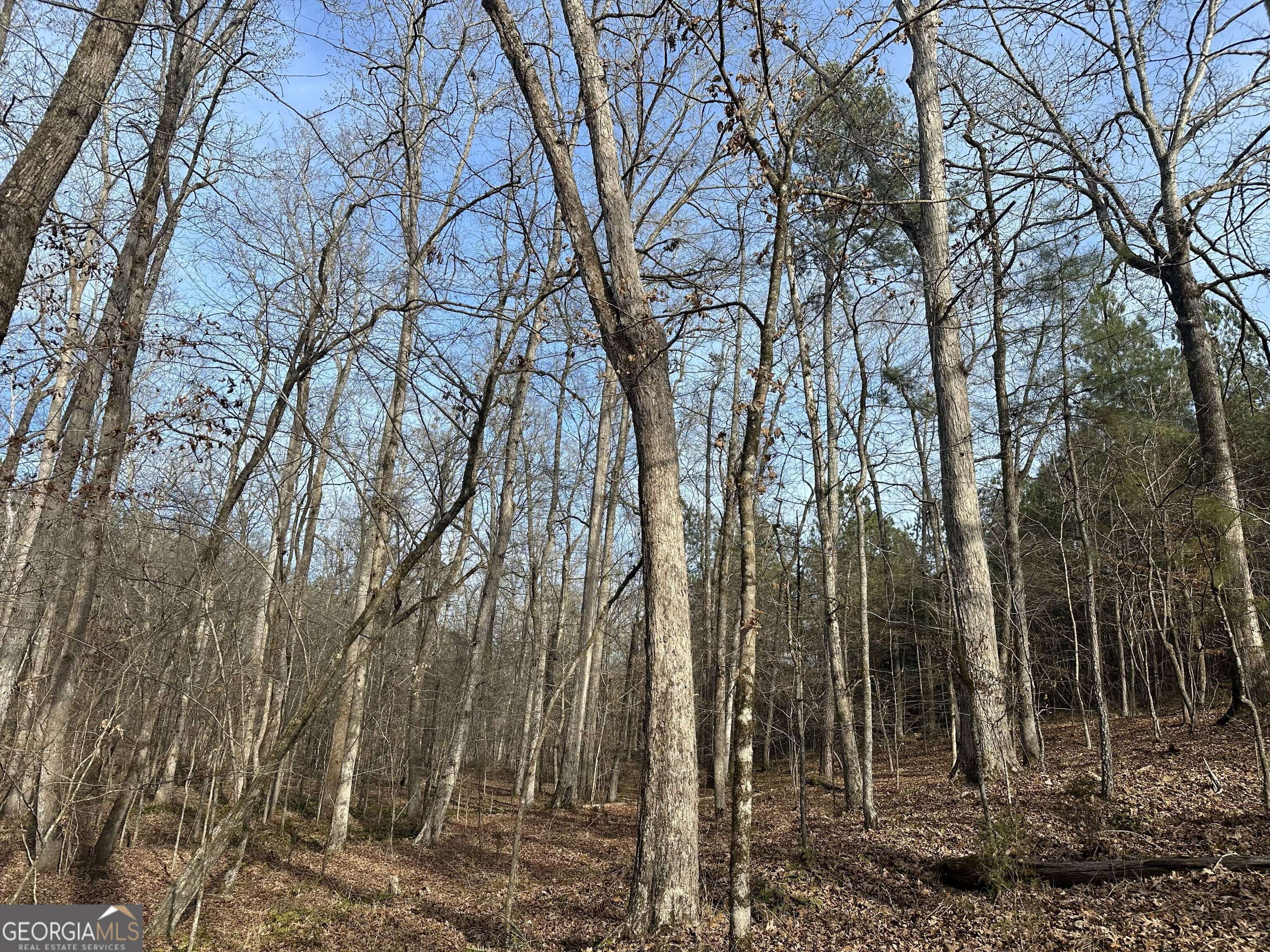 7800 Veazey Road White Plains, GA 30678 - Photo 16 of 24 a view of a forest