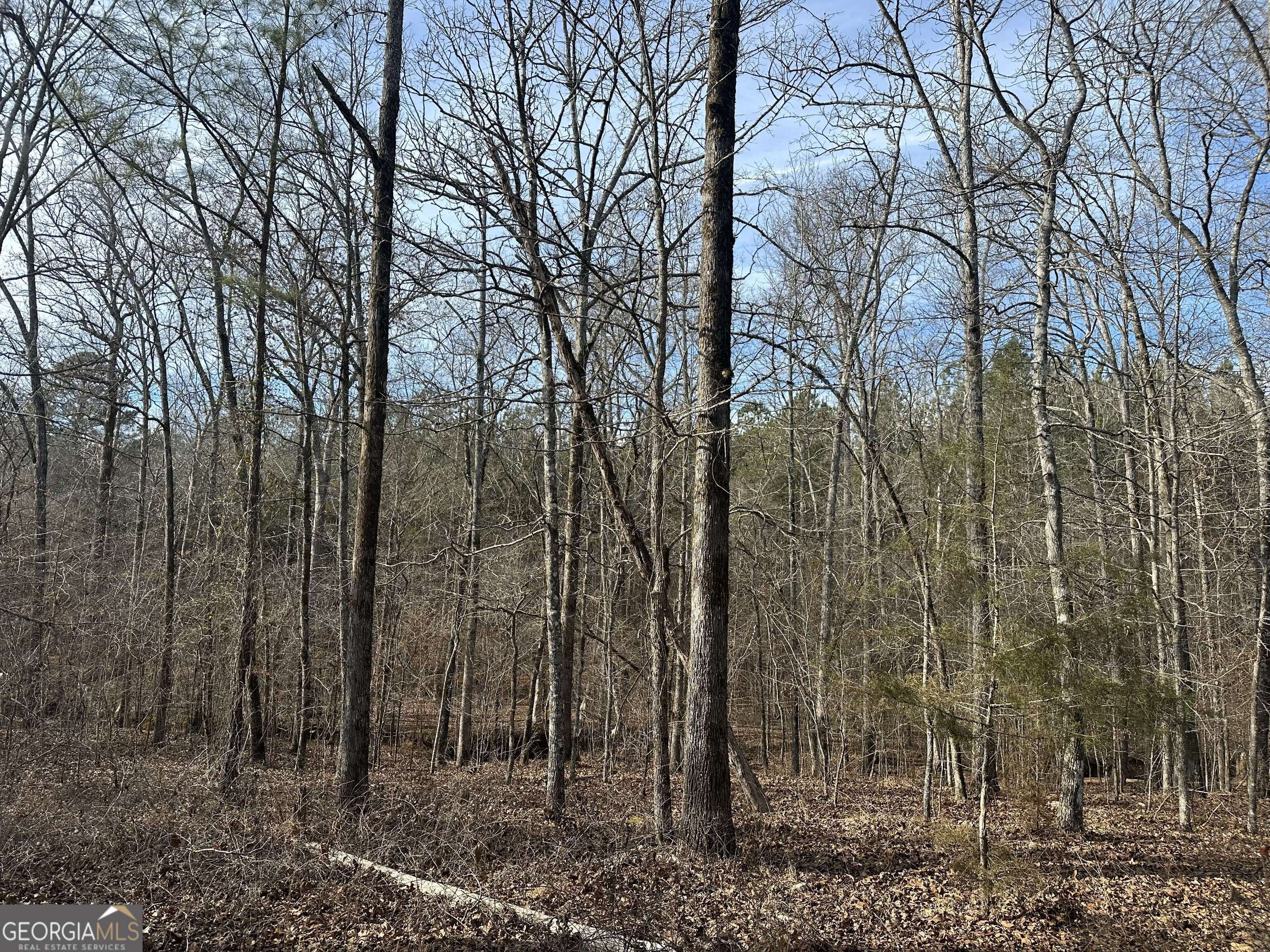 7800 Veazey Road White Plains, GA 30678 - Photo 5 of 24 a view of a forest with large trees