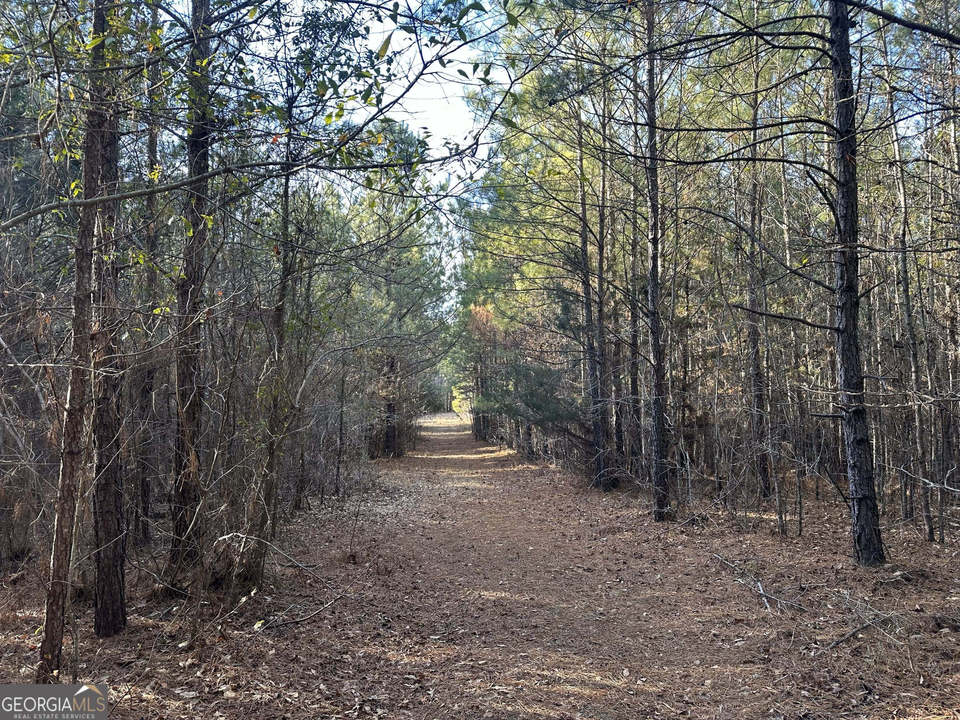 7800 Veazey Road White Plains, GA 30678 - Photo 10 of 24 a view of a forest with trees in the background